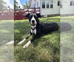 Small #6 American Pit Bull Terrier-Labrador Retriever Mix