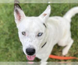 Siberian Husky-Unknown Mix Dogs for adoption in Martinez, CA, USA