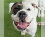 Small #1 American Bulldog Mix