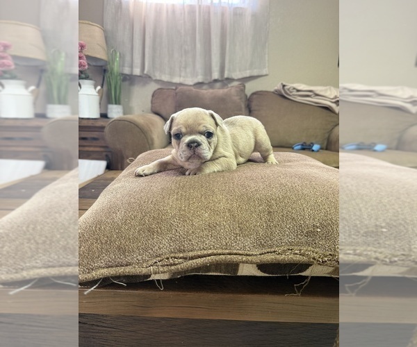 Medium Photo #12 French Bulldog Puppy For Sale in BRUNSWICK, MO, USA