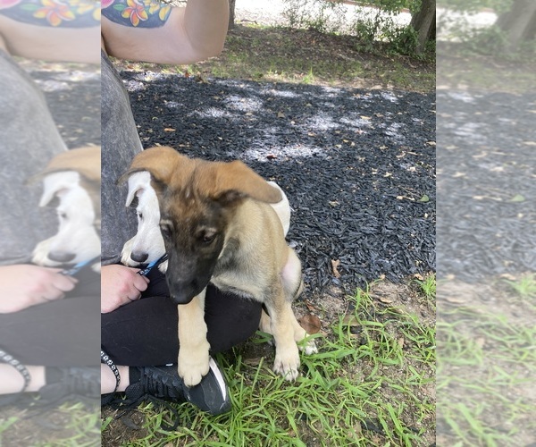 Medium Photo #5 German Shepherd Dog Puppy For Sale in GRIFFIN, GA, USA