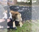 Small #4 German Shepherd Dog