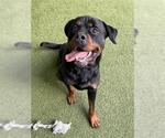 Small Rottweiler