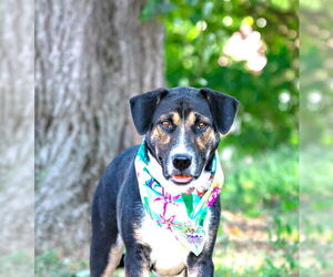 German Shepherd Dog-Unknown Mix Dogs for adoption in Unionville, PA, USA