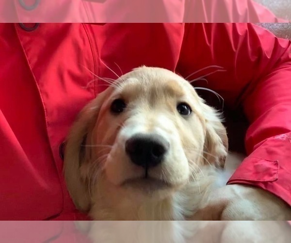 Medium Photo #2 Golden Retriever Puppy For Sale in SEATTLE, WA, USA