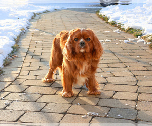 Father of the Cavalier King Charles Spaniel puppies born on 02/08/2026