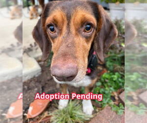 Beagle Dogs for adoption in Dunnellon, FL, USA