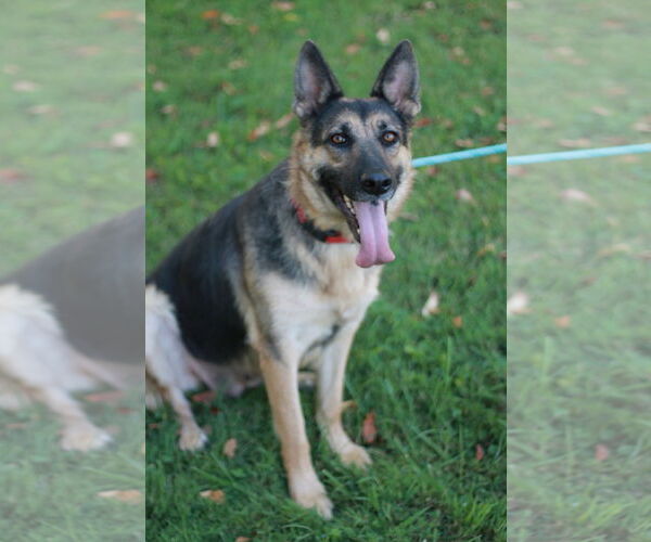 Medium Photo #10 German Shepherd Dog Puppy For Sale in Cookeville, TN, USA