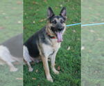 Small #9 German Shepherd Dog