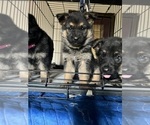 Small Photo #9 German Shepherd Dog Puppy For Sale in SUMPTER TWP, MI, USA
