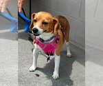 Small #1 Beagle