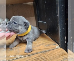 French Bulldog Puppy for sale in AFTON, WY, USA