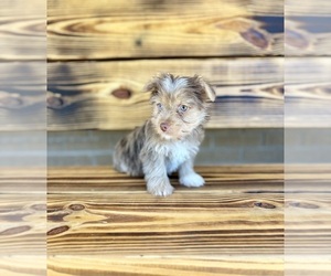 Yorkshire Terrier Puppy for sale in RIPLEY, MS, USA