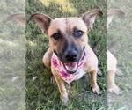 Small German Shepherd Dog Mix