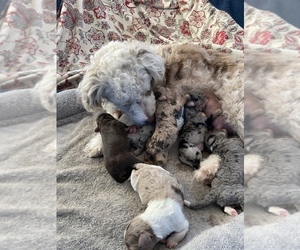 Mother of the Aussiedoodle Miniature  puppies born on 03/16/2022