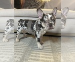 Small #3 French Bulldog