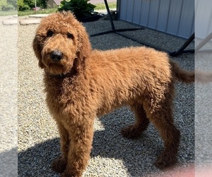 Medium Poodle (Standard)