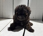 Small Photo #2 Poodle (Miniature) Puppy For Sale in CURTISS, WI, USA