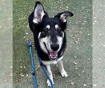 Small #1 Siberian Husky