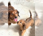Small Photo #3 Dachshund Puppy For Sale in PERRYSBURG, OH, USA