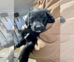 Puppy Theo Labradoodle