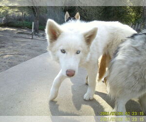 Whitney - Female Samoyed-Siberian Husky Mix Dog for Adoption - Photo #3