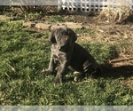 Small Photo #14 Neapolitan Mastiff Puppy For Sale in BRISTOW, VA, USA