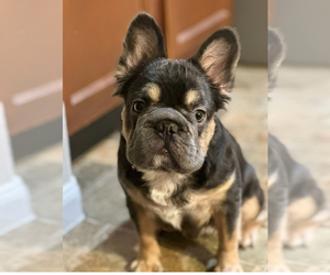 Father of the French Bulldog puppies born on 06/16/2025