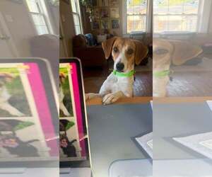 Mutt Dogs for adoption in Woodbury, NY, USA
