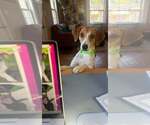 KEDI - Female Mutt Dog for Adoption - Small photo