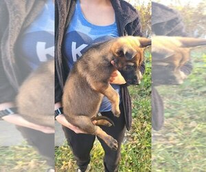 Medium German Shepherd Dog