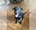 Small #1 Labrador Retriever Mix