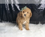 Small Photo #51 Goldendoodle (Miniature) Puppy For Sale in WARSAW, IN, USA
