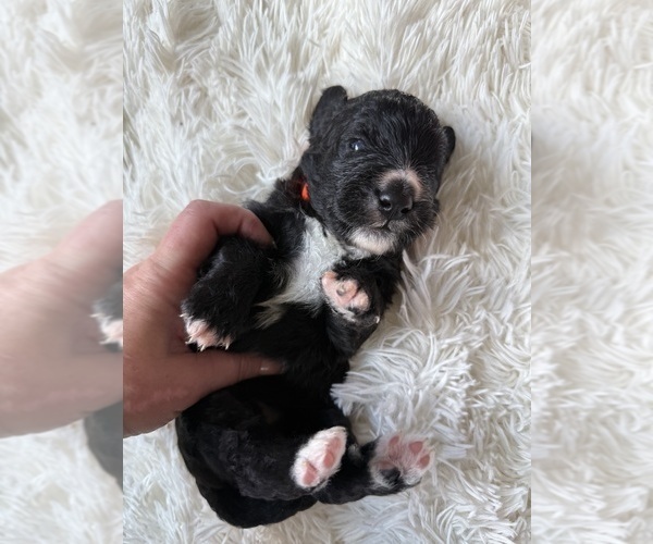 Medium Photo #51 Bernedoodle Puppy For Sale in BELMONT, NC, USA