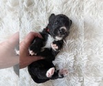 Small #50 Bernedoodle