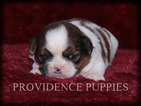 Small Photo #5 Shih Tzu Puppy For Sale in COPPOCK, IA, USA