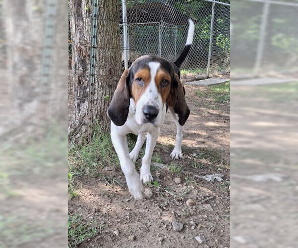 Medium Photo #3 Basset Hound-Treeing Walker Coonhound Mix Puppy For Sale in Mountain View, AR, USA