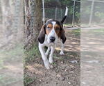 Small #2 Basset Hound-Treeing Walker Coonhound Mix