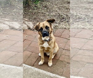 Pancho - Male Golden Retriever-Unknown Mix Dog for Adoption - Photo #3
