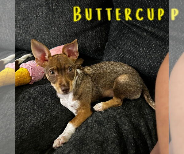 Medium Photo #9 Dachshund-Unknown Mix Puppy For Sale in San Antonio, TX, USA