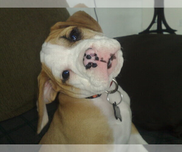 Medium Photo #8 Beagle-English Bulldog Mix Puppy For Sale in MAPLE VALLEY, WA, USA