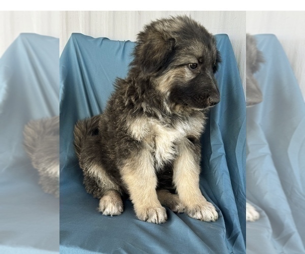 Medium Photo #3 King Shepherd Puppy For Sale in PEACH SPRINGS, AZ, USA