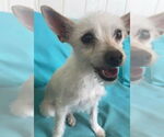 Small #1 Jack Russell Terrier Mix