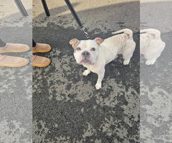 Medium Photo #1 Mutt Puppy For Sale in Catasauqua, PA, USA