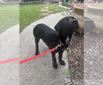 Small #1 Pointer-Rottweiler Mix
