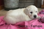 Small Photo #1 Golden Retriever Puppy For Sale in DEARBORN, MO, USA