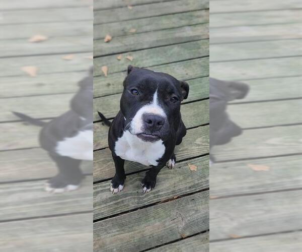 Medium Photo #11 Mutt Puppy For Sale in Murfreesboro, NC, USA