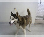 Small Siberian Husky Mix