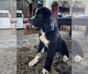 Newfoundland Puppy for sale in DUNDALK, MD, USA