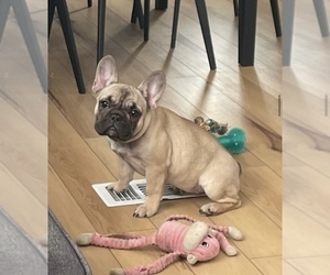 French Bulldog Puppy for sale in CASTLETON ON HUDSON, NY, USA